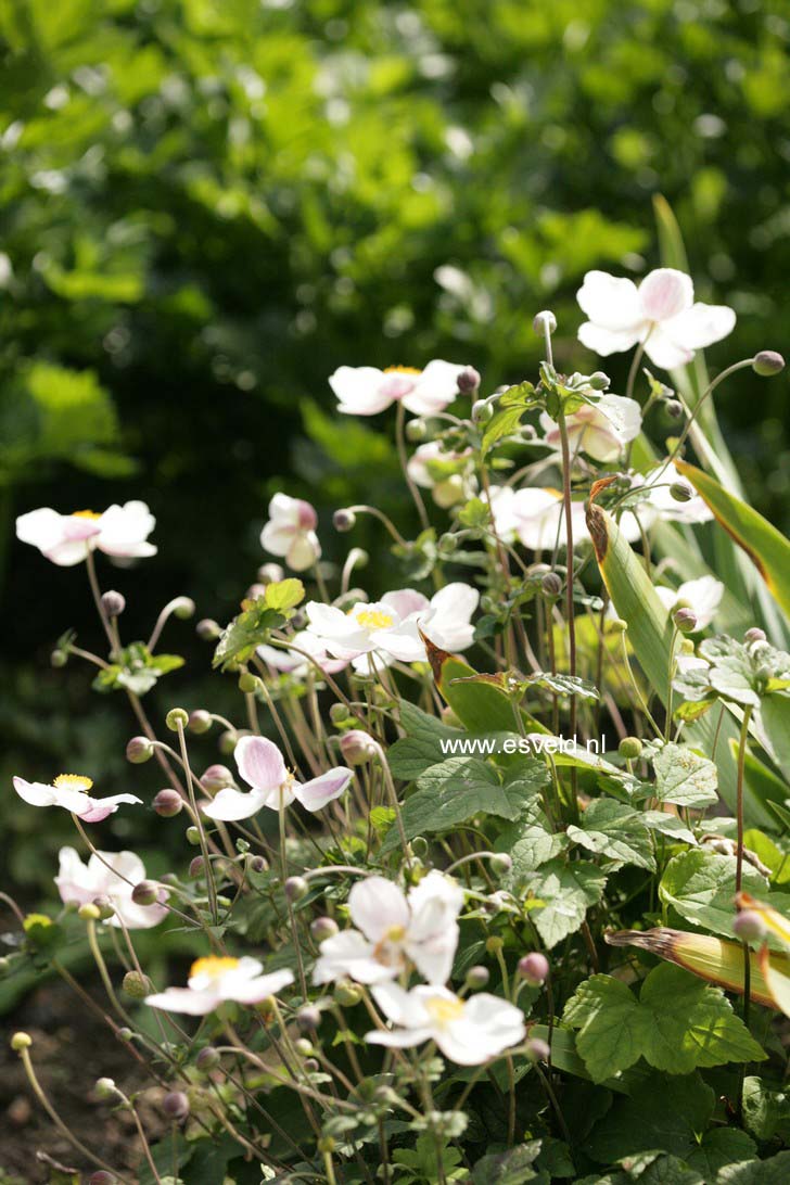 Anemone japonica 'Wild Swan'