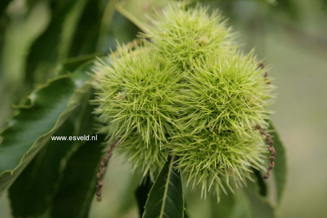 Castanea sativa 'Marron de Lyon'