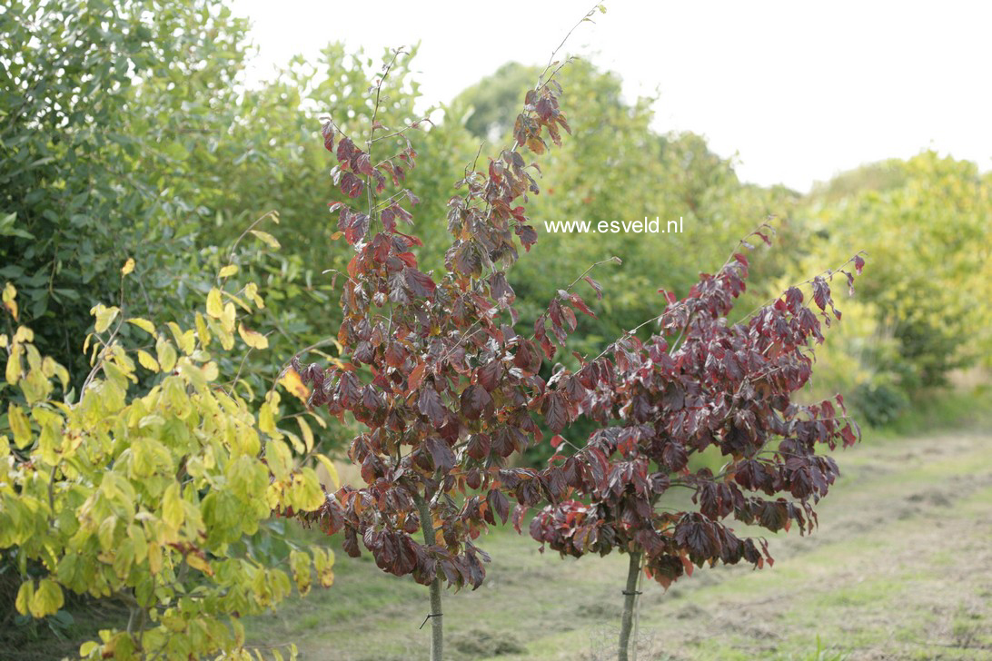 Parrotia persica 'Burgundy'