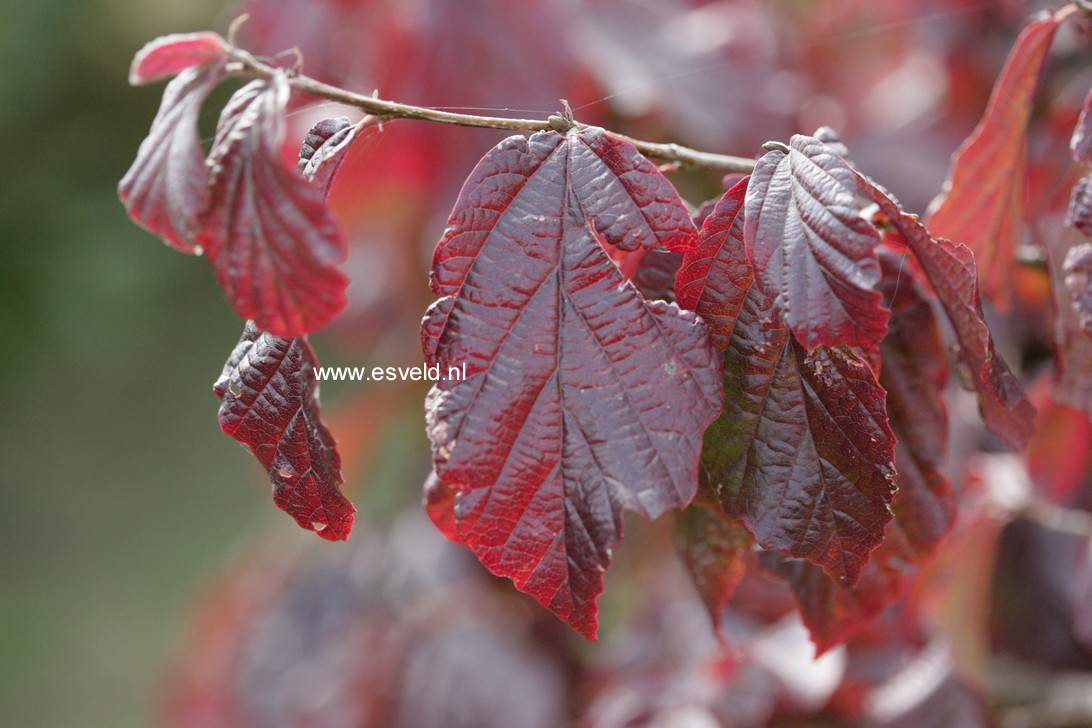 Parrotia persica 'Burgundy'