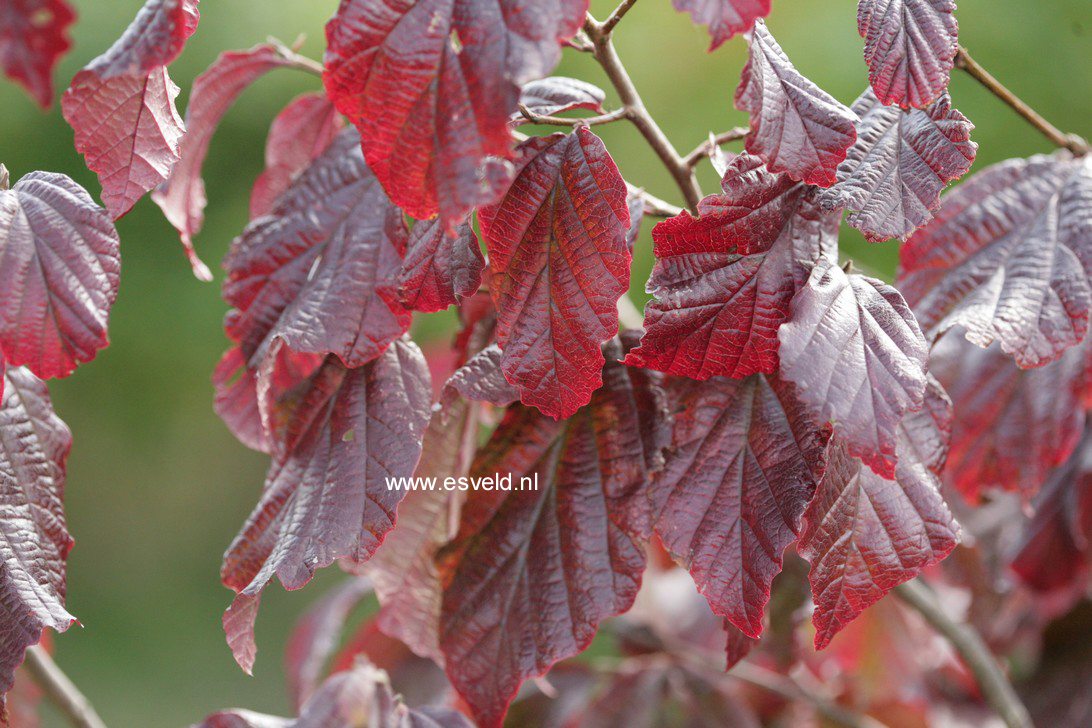 Parrotia persica 'Burgundy'