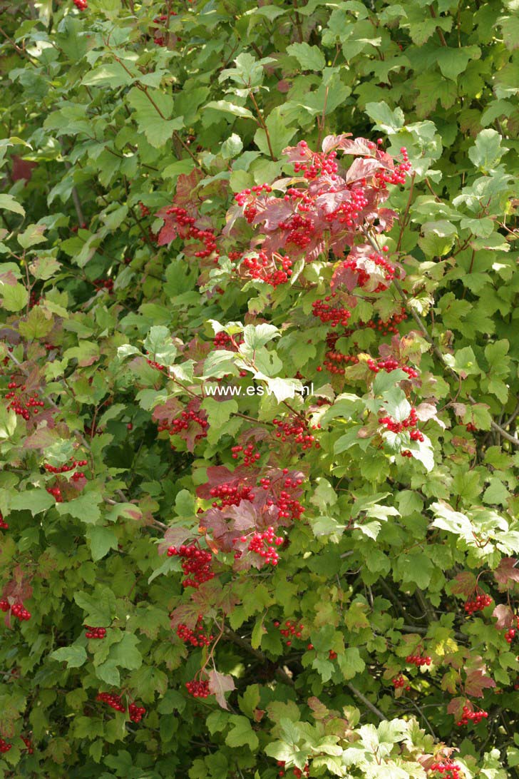 Viburnum opulus