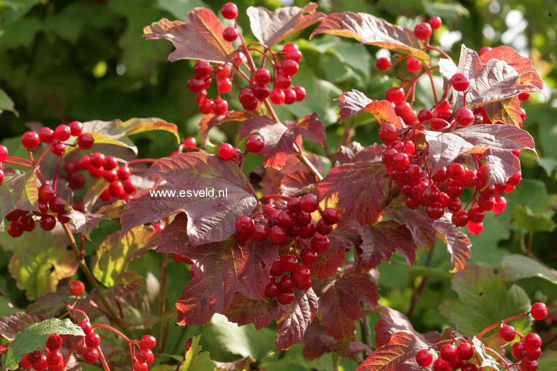 Viburnum opulus