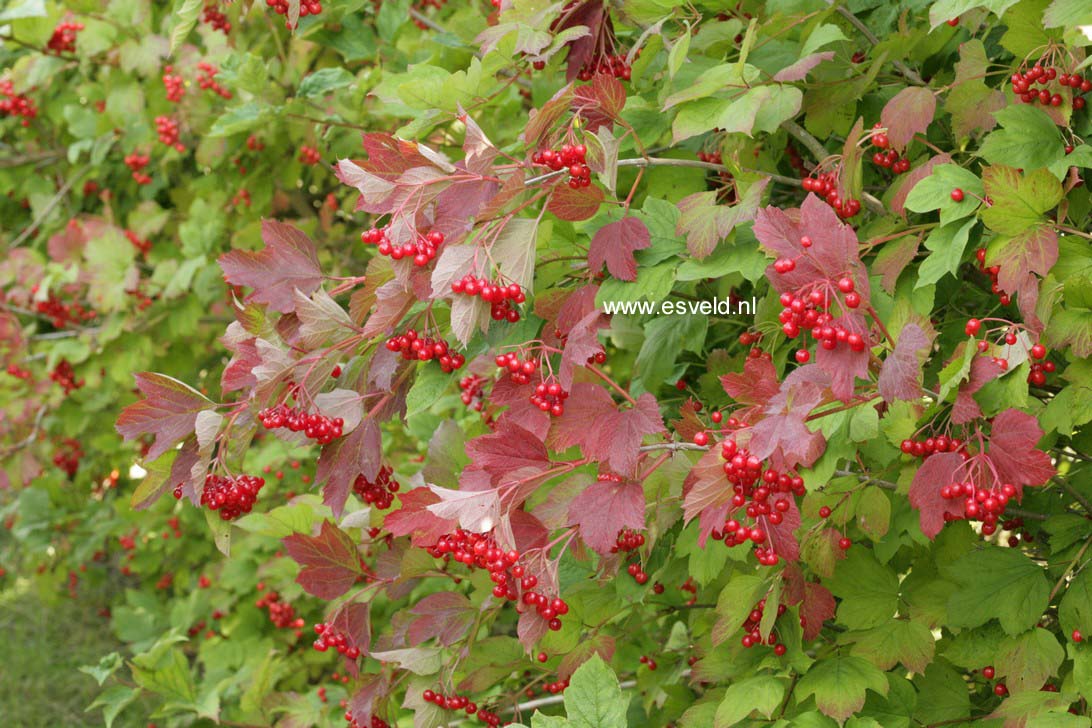 Viburnum opulus