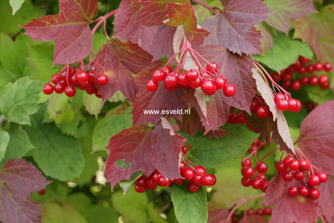 Viburnum opulus