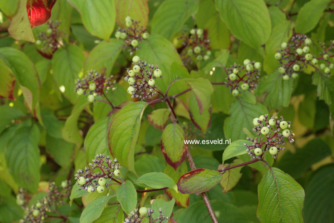 Cornus amomum 'Blue Cloud'