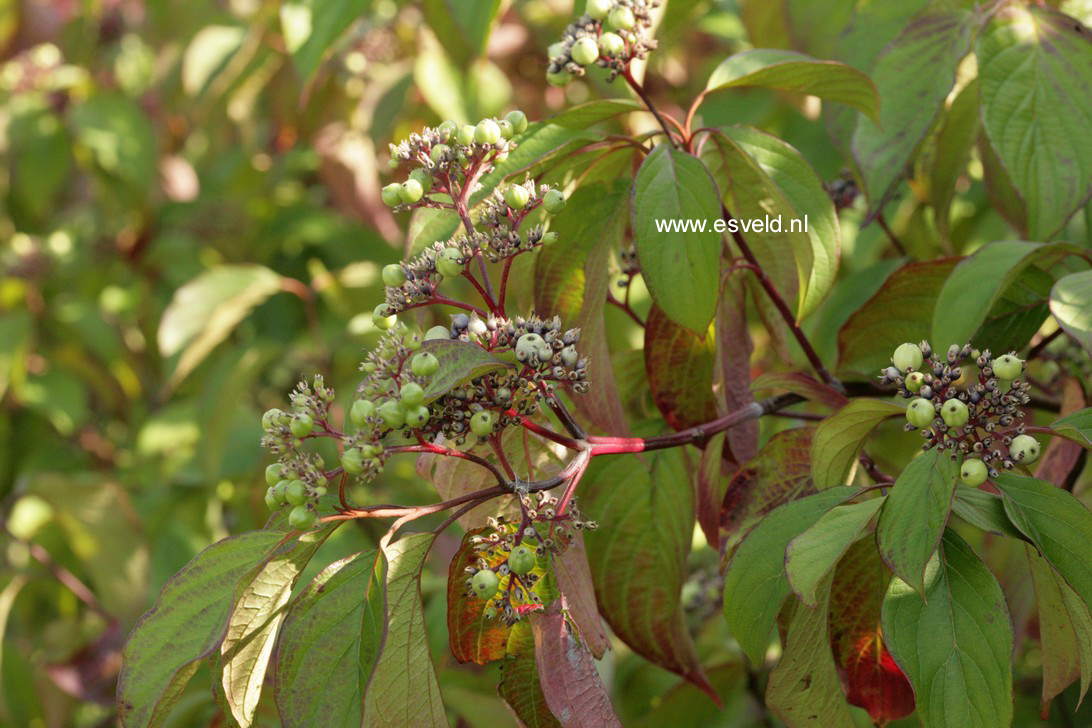 Cornus amomum 'Blue Cloud'