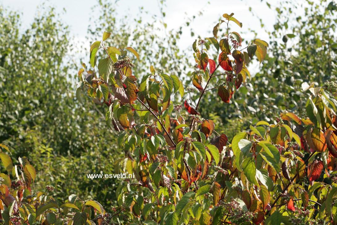 Cornus amomum 'Blue Cloud'