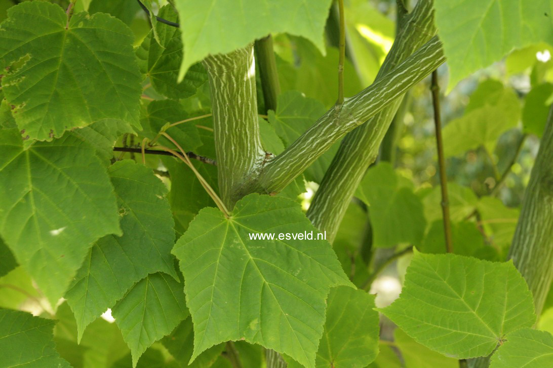 Acer tegmentosum 'White Tigress'