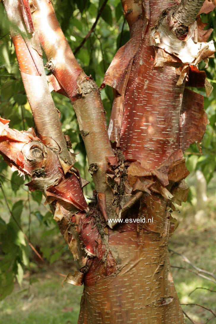 Betula albosinensis