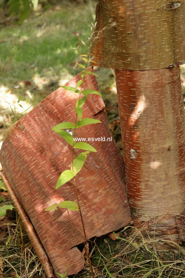 Betula albosinensis