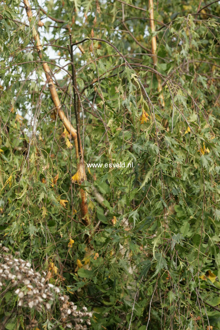 Betula pendula 'Gracilis'