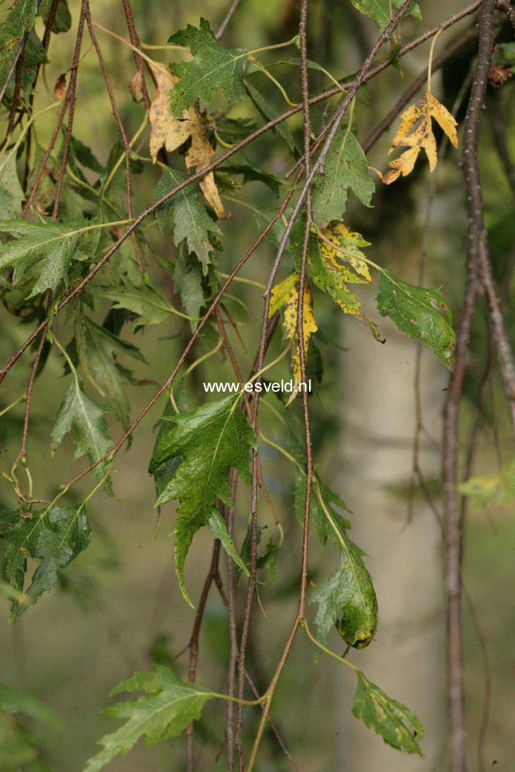 Betula pendula 'Gracilis'