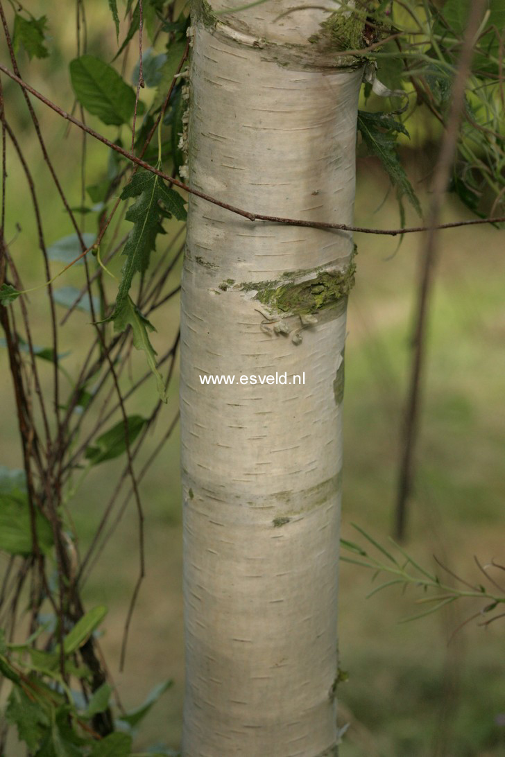 Betula pendula 'Gracilis'