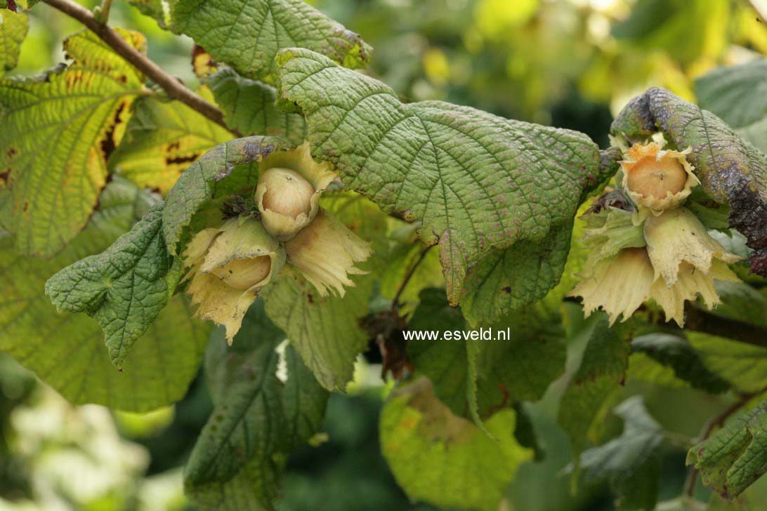 Corylus avellana