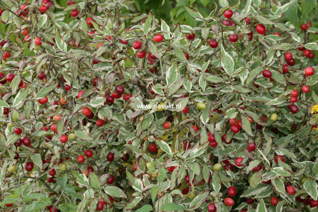 Cornus mas 'Variegata'