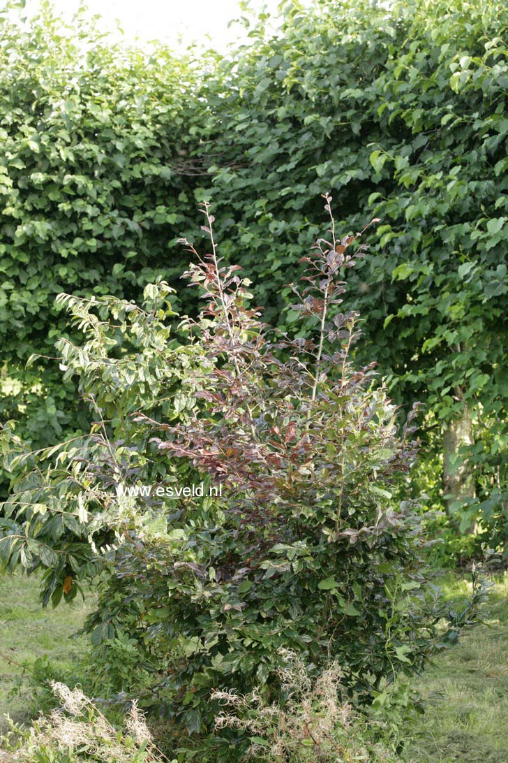 Sycoparrotia semidecidua 'Purple Haze'