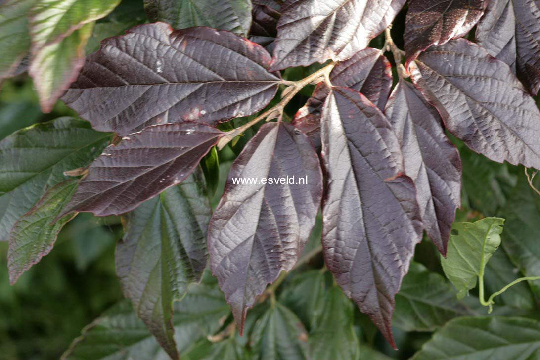 Sycoparrotia semidecidua 'Purple Haze'