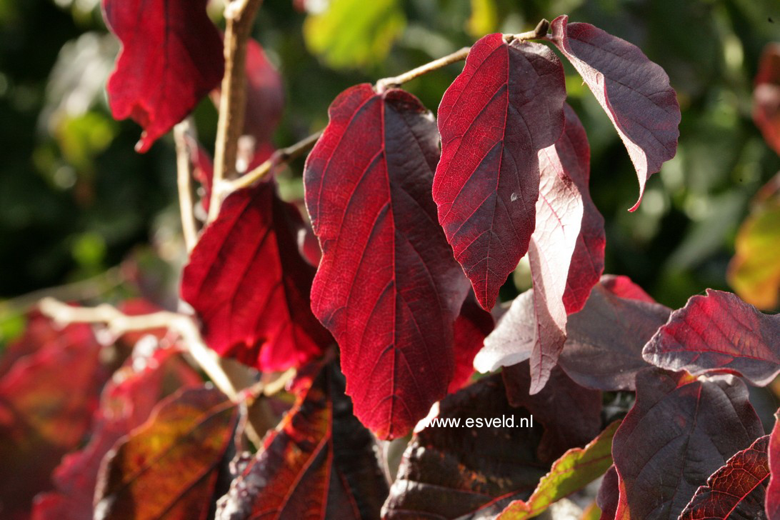 Parrotia persica 'Burgundy'