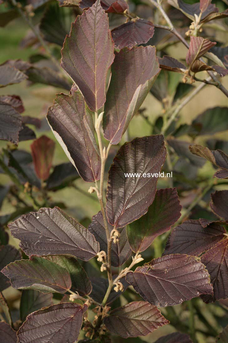 Hamamelis vernalis