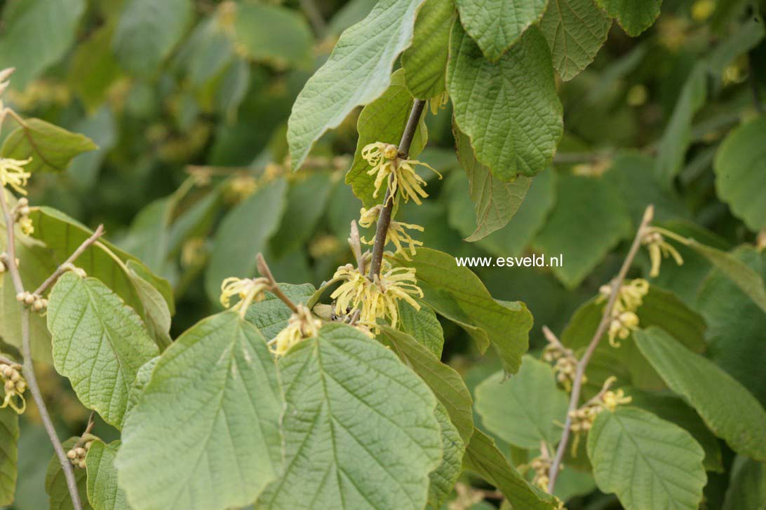 Hamamelis virginiana var. mexicana