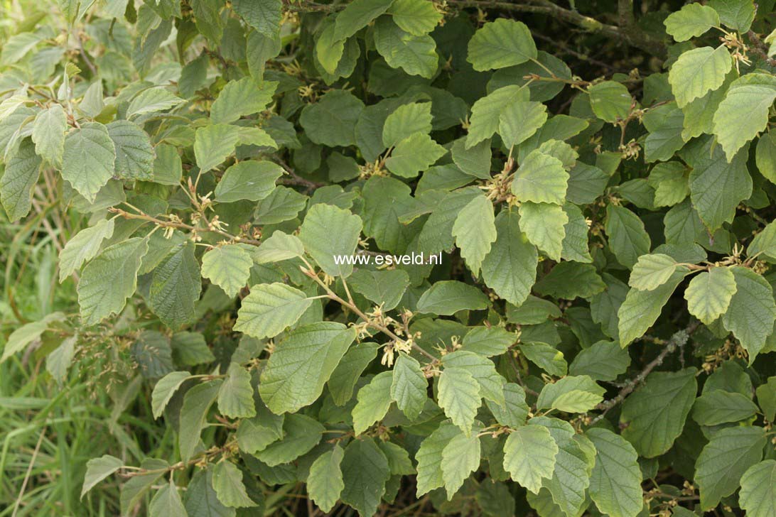 Hamamelis virginiana var. mexicana