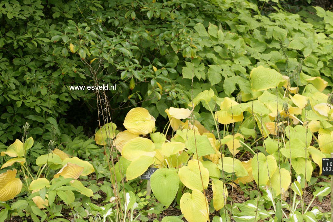 Hosta sieboldiana 'Frances Williams'