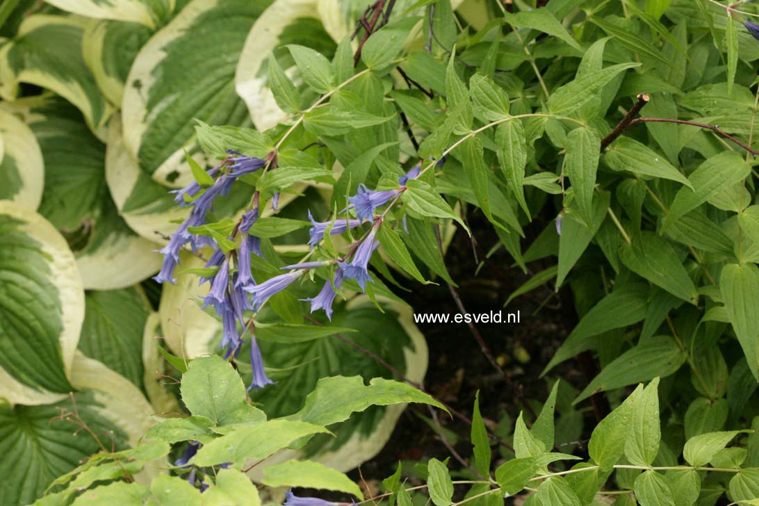 Gentiana asclepiadea