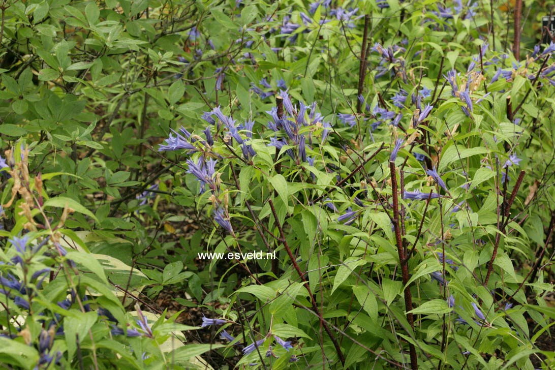 Gentiana asclepiadea