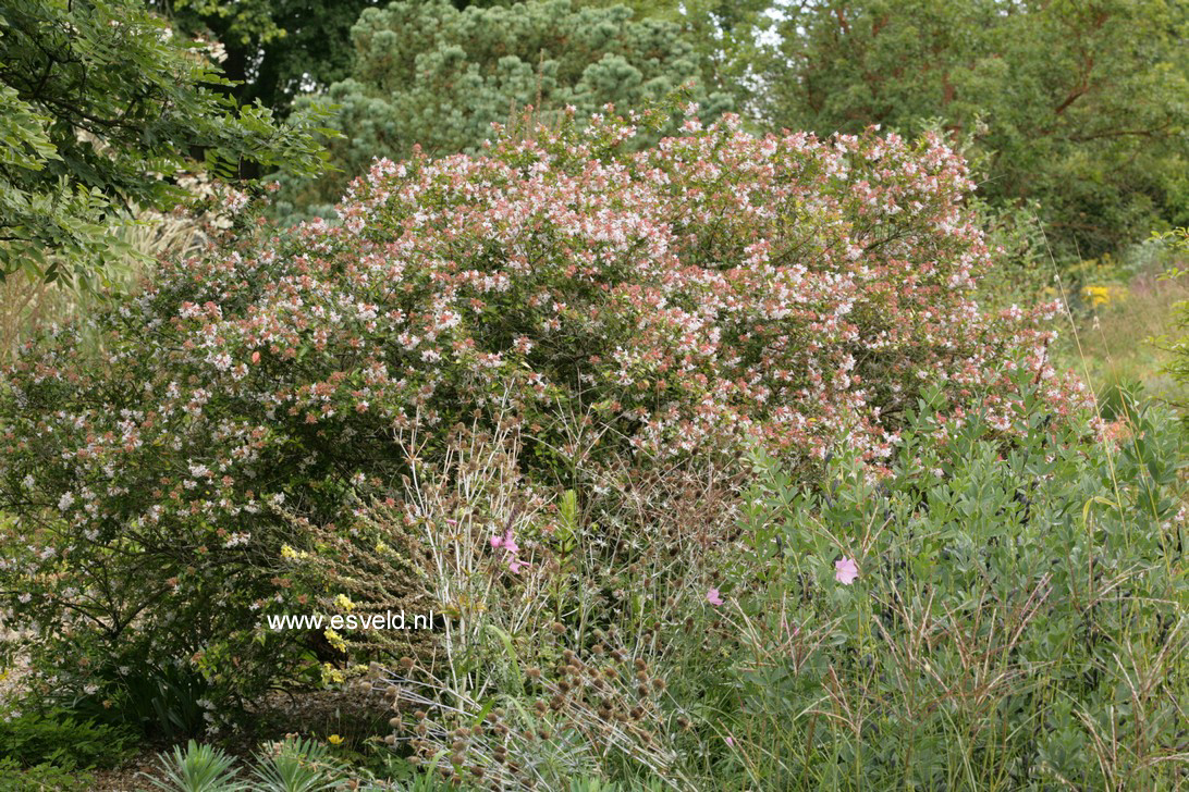 Abelia grandiflora 'Francis Mason'