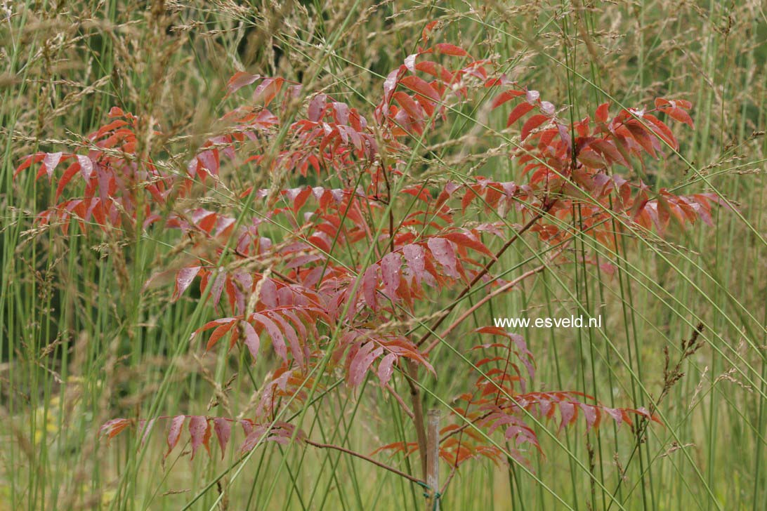Pistacia chinensis