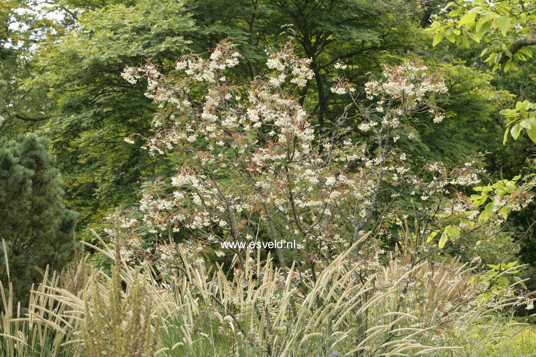 Sorbus frutescens