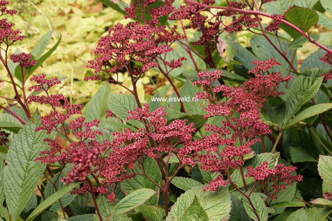 Rodgersia 'Bloody Mary'
