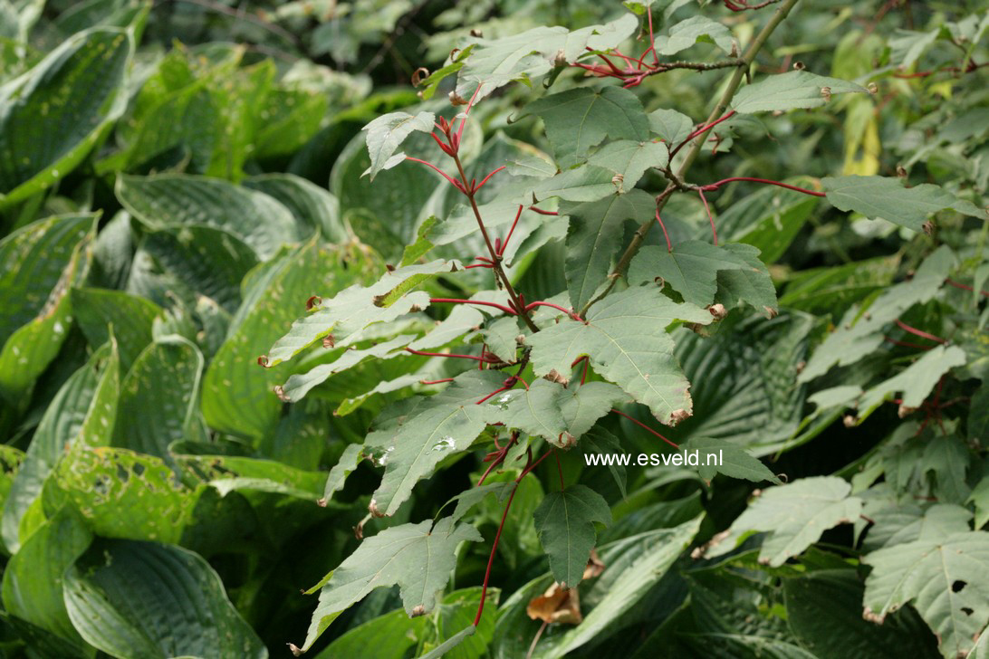 Acer pectinatum ssp. forrestii