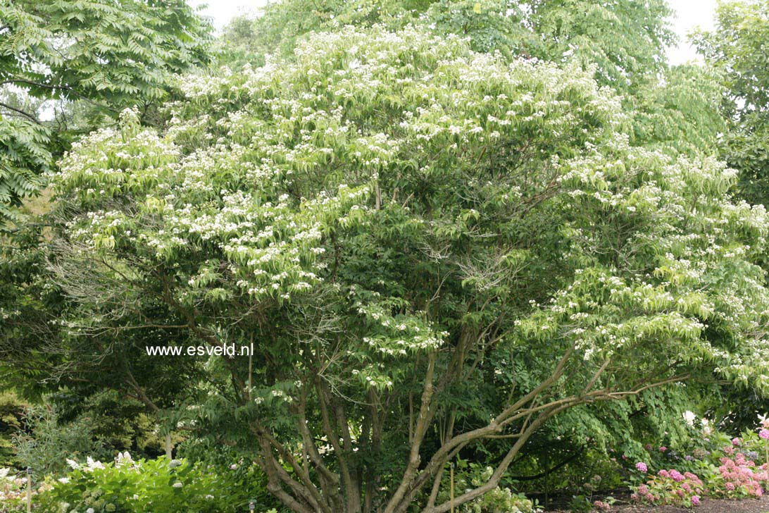 Heptacodium miconioides