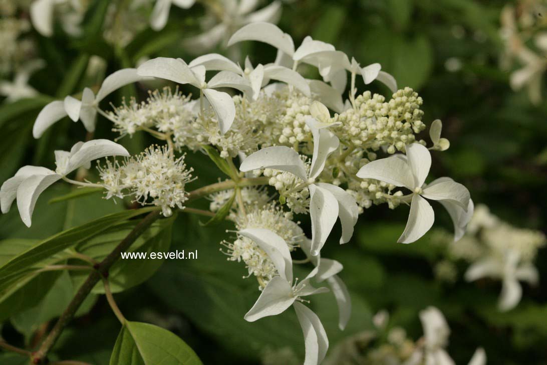 Hydrangea paniculata 'Le Vasterival' (GREAT STAR)