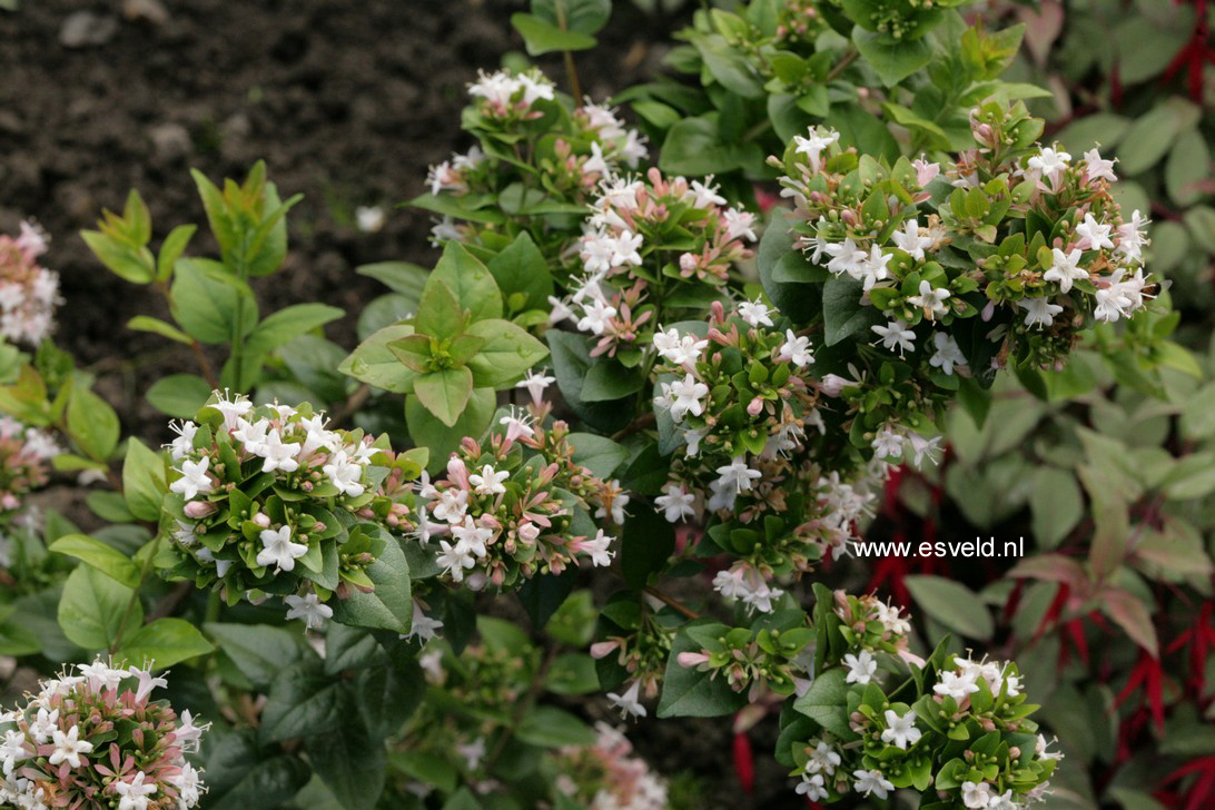 Abelia chinensis