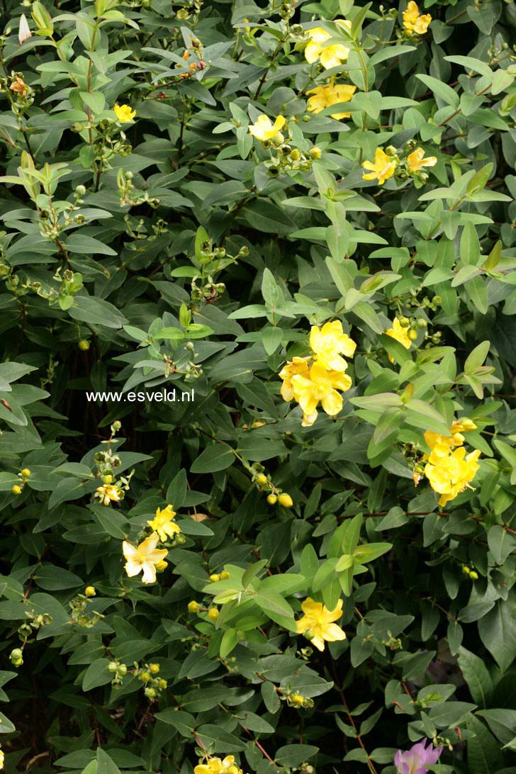 Hypericum 'Hidcote'