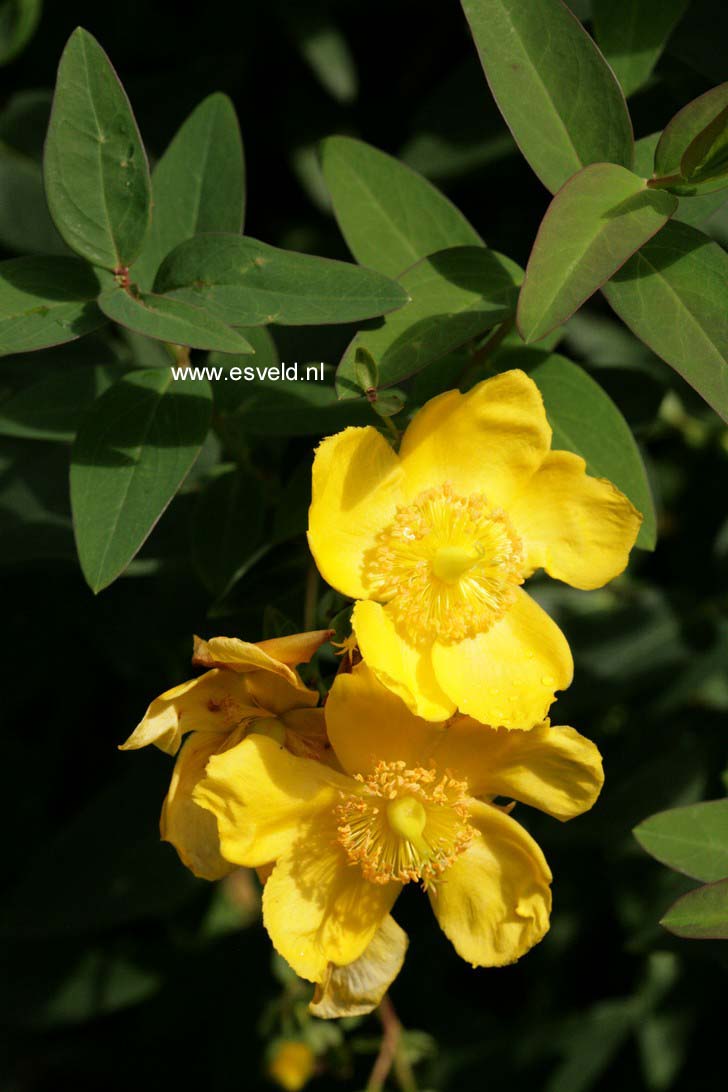 Hypericum 'Hidcote'