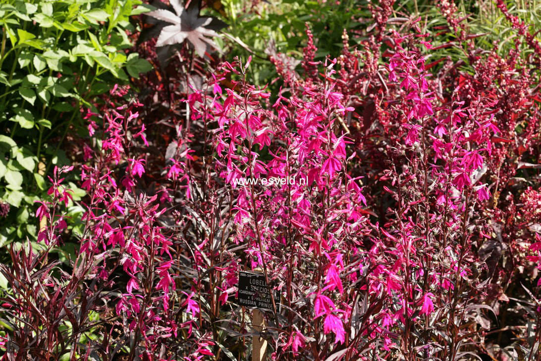 Lobelia speciosa 'Russian Princess'