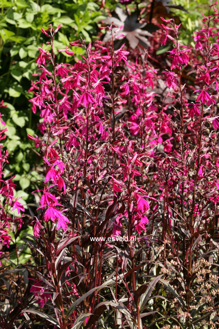 Lobelia speciosa 'Russian Princess'