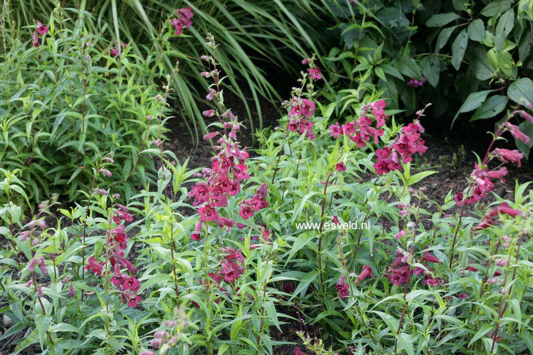 Penstemon 'Rich Ruby'