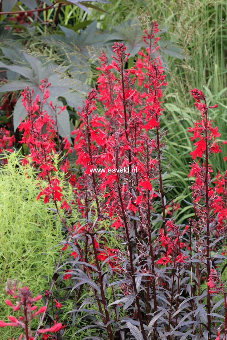 Lobelia 'Queen Victoria'