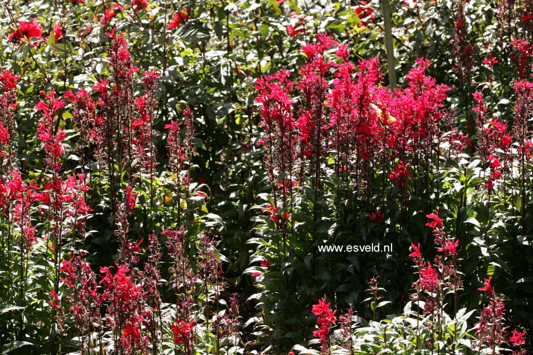 Lobelia speciosa 'Fan Scarlet'