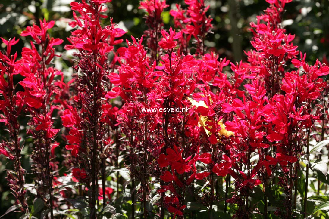 Lobelia speciosa 'Fan Scarlet'