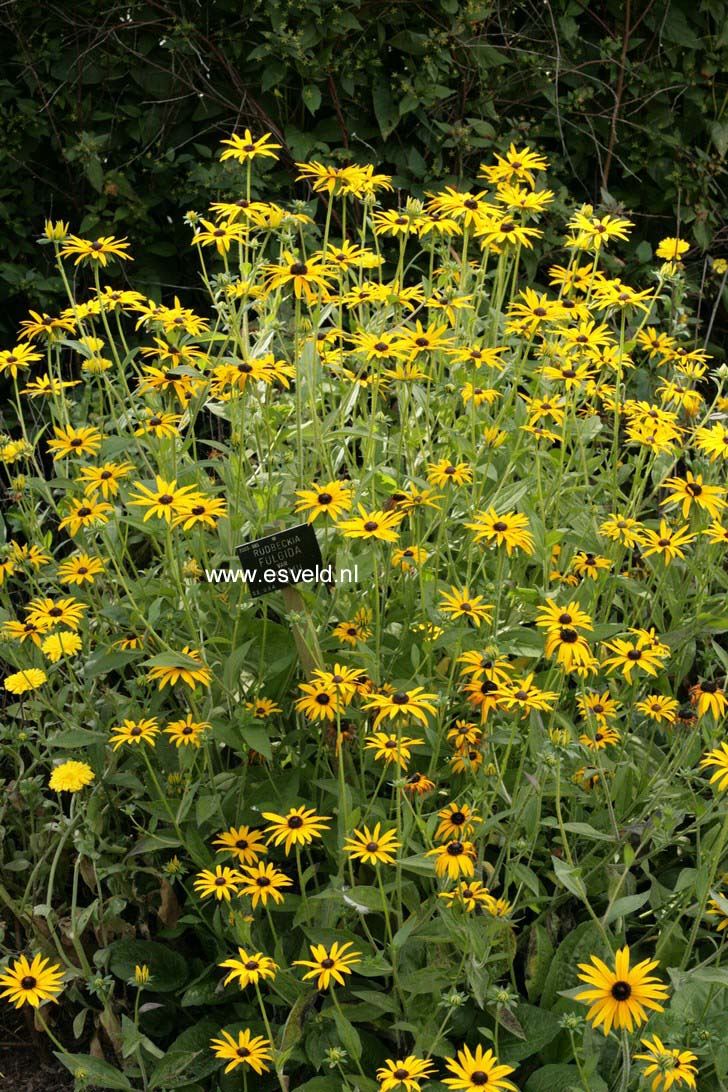 Rudbeckia fulgida var. deamii