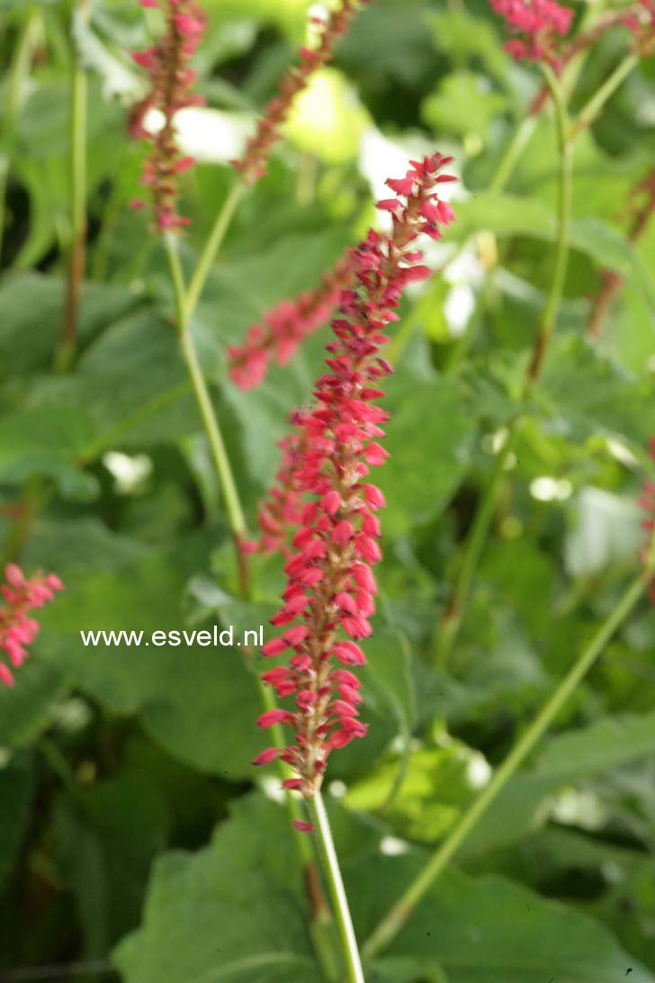 Persicaria amplexicaulis 'Speciosa' (FIRETAIL)