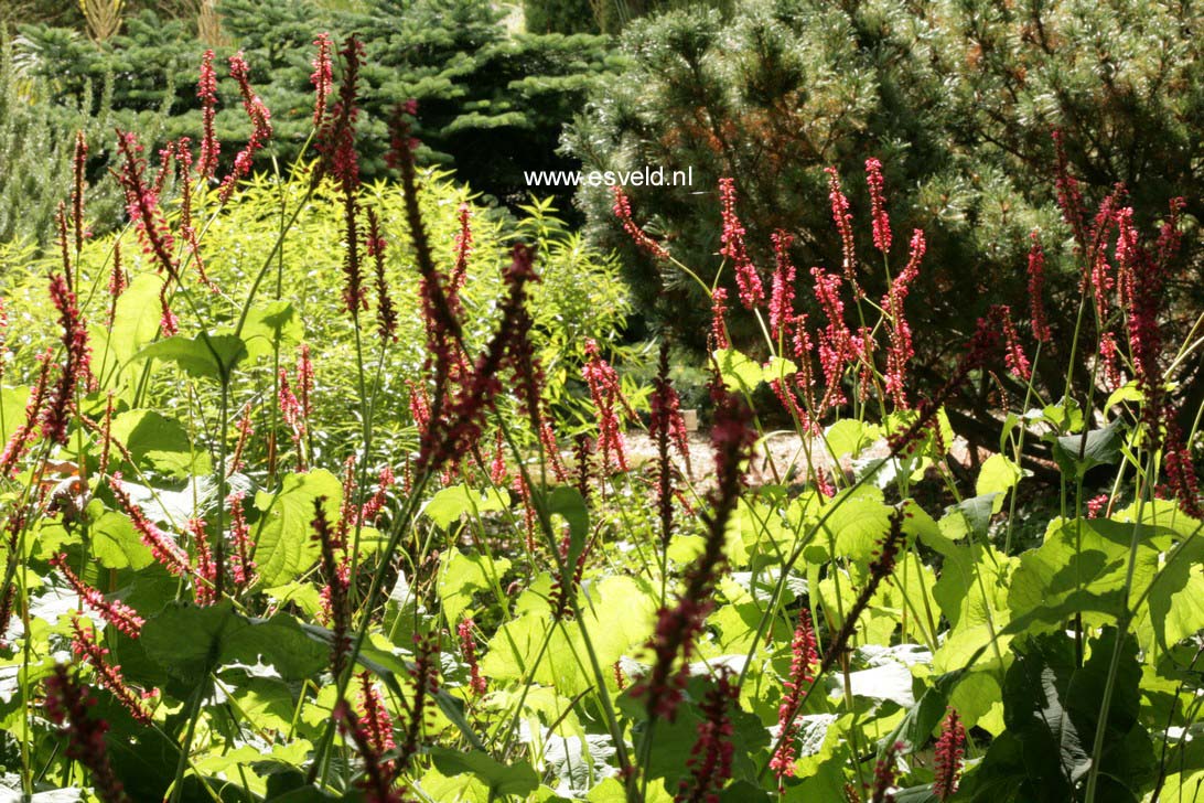 Persicaria amplexicaulis 'Speciosa' (FIRETAIL)