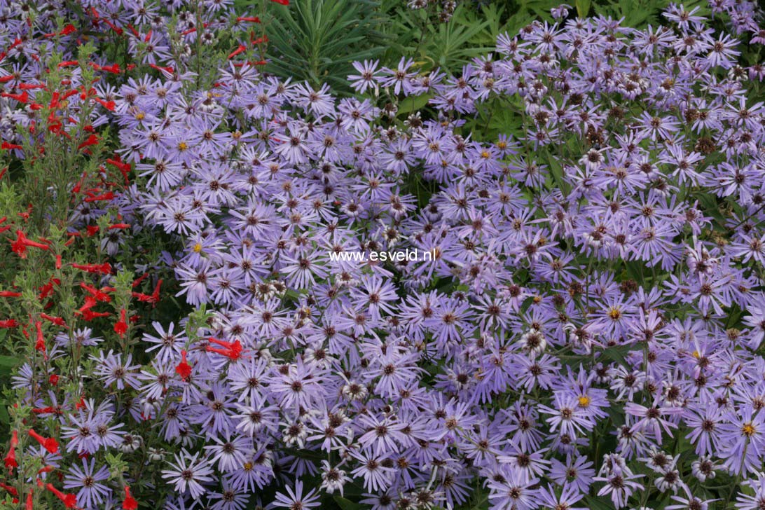 Aster macrophyllus 'Twilight'