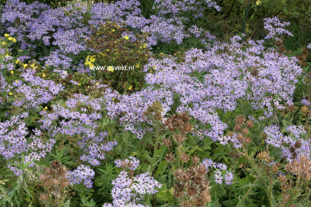 Aster macrophyllus 'Twilight'